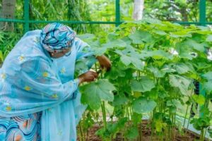 Photo News: Oluremi Tinubu Harvests Vegetables From Villa Garden - Shares Produce With Staff