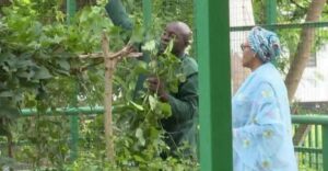 Photo News: Oluremi Tinubu Harvests Vegetables From Villa Garden - Shares Produce With Staff
