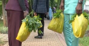 Photo News: Oluremi Tinubu Harvests Vegetables From Villa Garden - Shares Produce With Staff