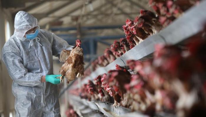 China Reports First Human Case Of H10N3 Bird Flu