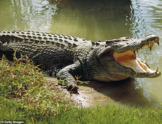 Student Attacked By 10ft Crocodile