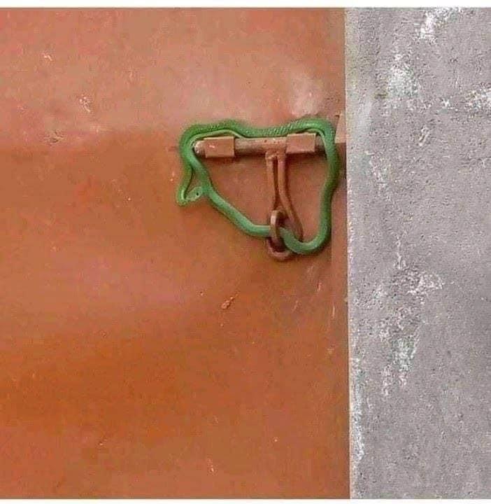 Angry Landlord Locks Tenants' Gate With Live Snake Over Unpaid Rent