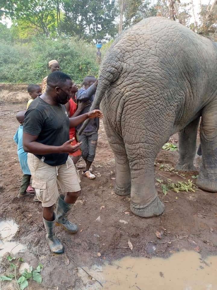 PHOTOS: Elephant Spotted By Farmers In Oyo State