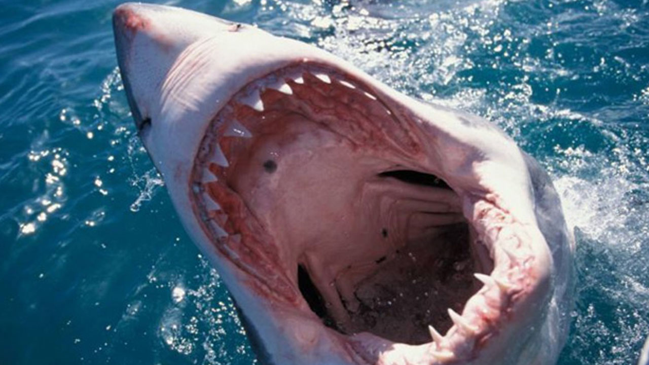 Woman Fights Off Six Foot Shark