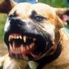 Dog Mauls Man To Death