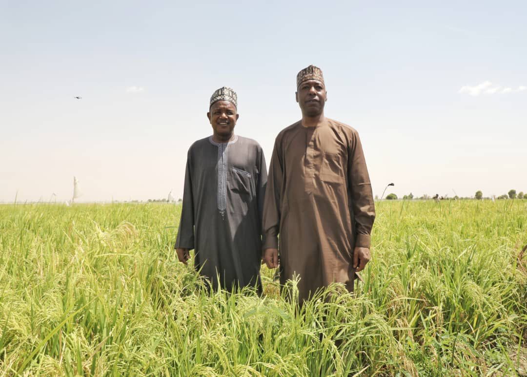 Buhari Happy About Borno's 30000-Hectares Rice Farm-  Governor Bagudu 