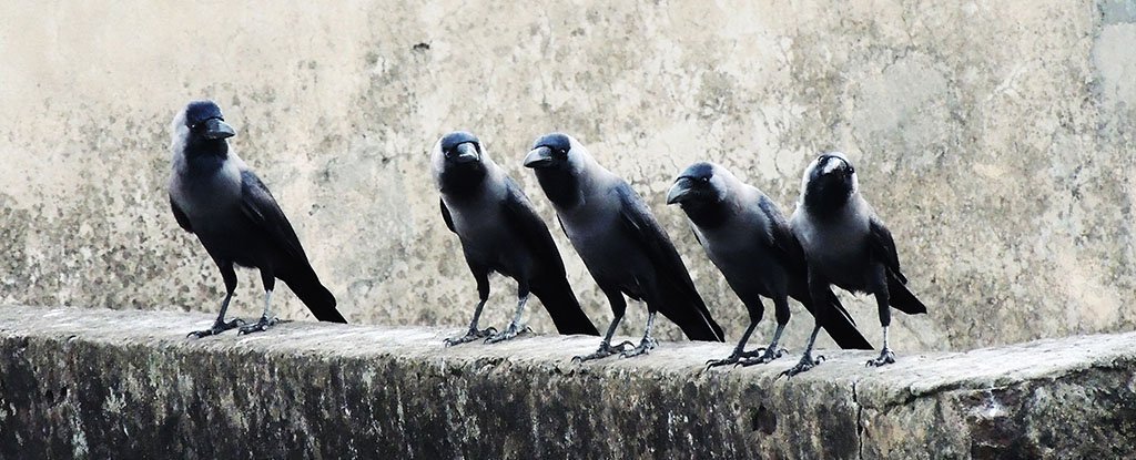 JUST IN: Police Block Major Road To Arrest Aggressive Birds