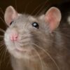 How Rats Ate Up 200kg Of Seized Cannabis - Police