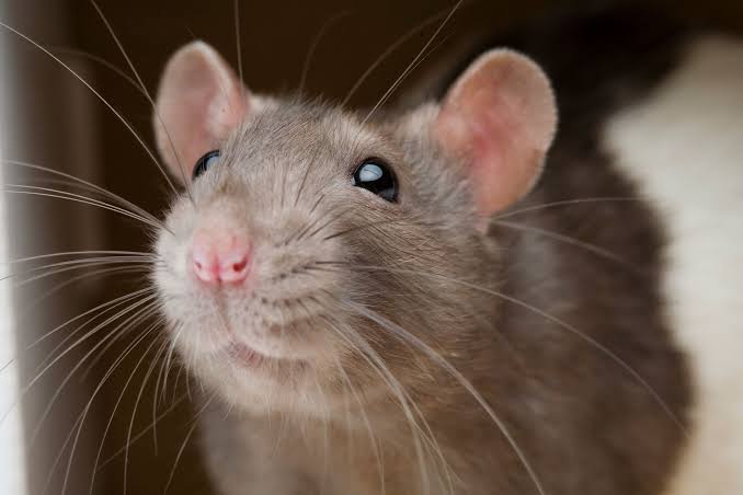 How Rats Ate Up 200kg Of Seized Cannabis - Police