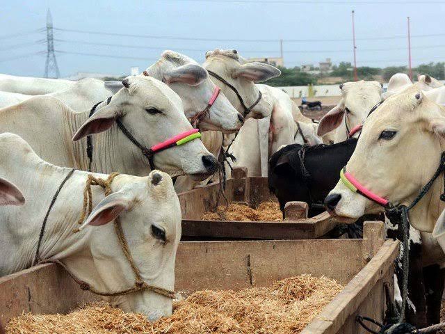 Anthrax: Stop Eating Meat From Sick Animals - NCDC Warns Nigerians  Nigeria Centre for Disease Control (NCDC) has warned Nigerians against consuming the meat of sick animals as they may contain anthrax. Gatekeepers News earlier reported that the Federal Ministry of Agriculture and Rural Development has confirmed cases of anthrax in some farm animals in Niger State. NCDC Director General, Ifedayo Adetifa on Tuesday during an interview on Channels Television,  called on Nigerians to be cautious of the meat they consume. “What we are saying is do not eat sick animals at all. Sick animals contain anthrax or animals that have died of anthrax contain anthrax and consumption of any of that product…anthrax is present on their skin, is present in their hair, is present in their meat,” Adetifa said. “So, consumption of any of these products, even the people who work with hides and skin who are not even working on skin for the purpose of consumption, are at the risk of anthrax if that skin came from a dead animal. “So, at this point in time where we have a confirmed case, we are just saying, look out for the meat that you buy. “If you like bush meat, maybe this is a time to take a break from bush meat if you did not catch it yourself because what we don’t want is people tend to pick up either animals that are near or have died freshly with a view of selling them for consumption. “And similarly for livestock, even if they are killed in abattoirs and all of that is, we are asking that animals be properly inspected. “People who own animals should not take sick animals for slaughter and if animals are slaughtered and it is noticed that their blood is not clotting, there is bloating more than usual or the meat starts to deteriorate pretty quickly, this is likely to be the carcass of anthrax infected animal and should not be sold for consumption.” Anthrax is an infection caused by the spore-forming bacteria, Bacillus anthracis. It typically affects ruminants such as cows, sheep, and goats. It is a zoonotic disease — transmissible from contaminated animals to humans. Humans can get infected if they handle or are involved in the slaughter of a sick animal, or are in contact with contaminated animal products.