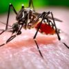 NCDC Confirms Outbreak Of Dengue Fever In Sokoto