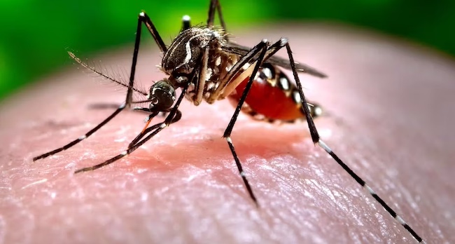 NCDC Confirms Outbreak Of Dengue Fever In Sokoto