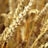 African Countries Spend $20bn Annually On Wheat Imports - TAAT
