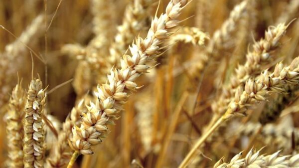 African Countries Spend $20bn Annually On Wheat Imports - TAAT