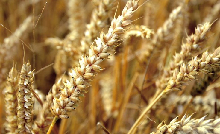 African Countries Spend $20bn Annually On Wheat Imports - TAAT