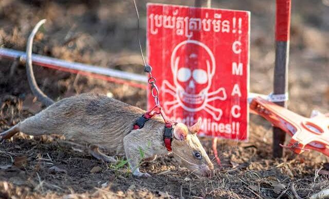 Rat Ronin Sets Guinness World Record For Detecting Over 100 Landmines
