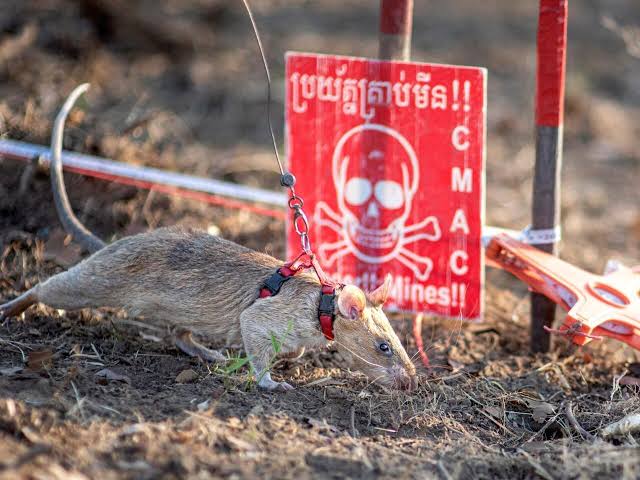 Rat Ronin Sets Guinness World Record For Detecting Over 100 Landmines