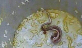 Over 100 Children Hospitalised After Dead Snake Found In School Meal