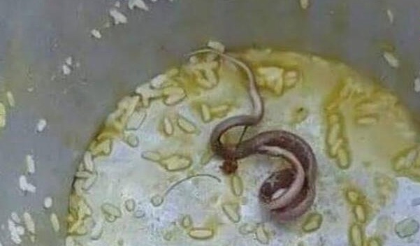 Over 100 Children Hospitalised After Dead Snake Found In School Meal